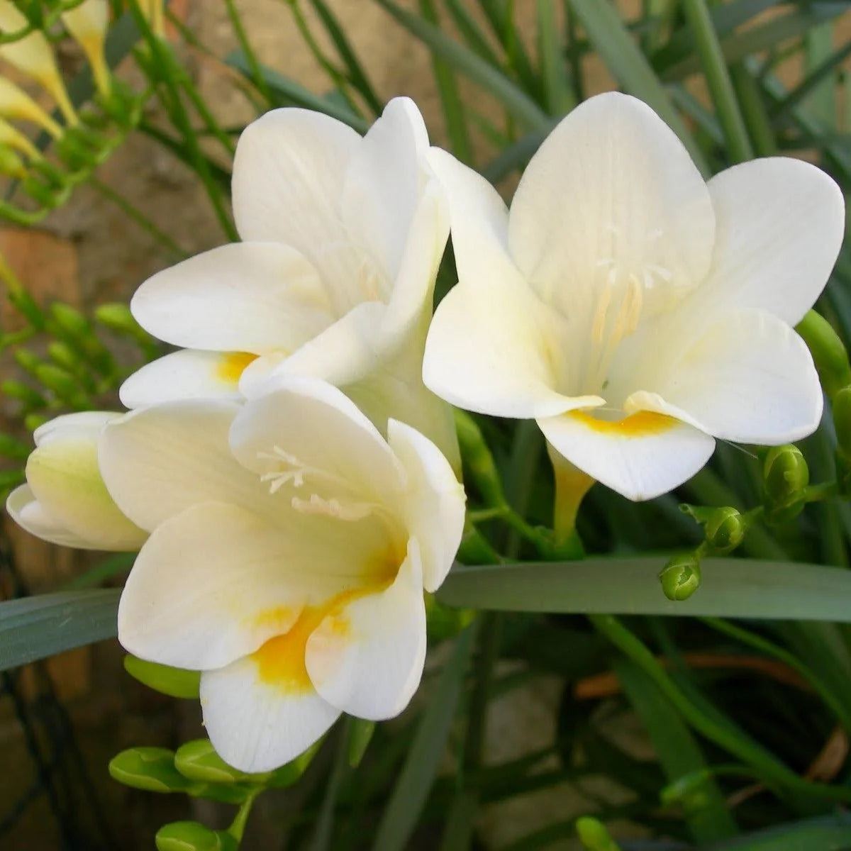 Freesia (Freesia scientific name) for planting in garden