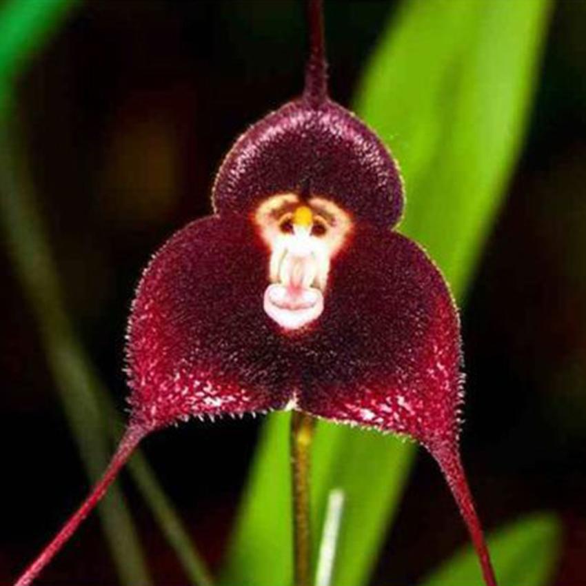 Heirloom Non-GMO Chocolate Monkey Orchid Flower Seeds for planting in home garden
