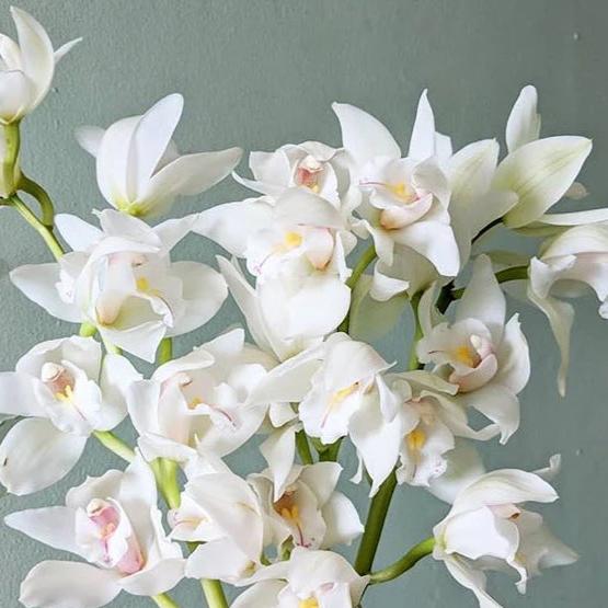 White Cymbidium Orchid Seeds - Heirloom Non-GMO Planting Flower Seeds for planting in home garden