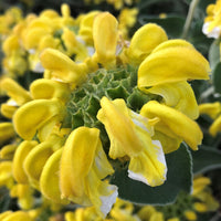Heirloom Non-GMO Yellow Jerusalem Sage Flower Seeds for Garden Planting for planting in home garden