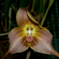 Orchid (Orchid scientific name) for planting in garden