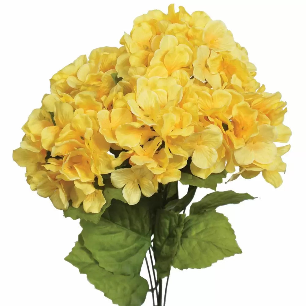 Heirloom Yellow Hydrangea Flower Seeds, Non-GMO Bright Blooms for Planting for planting in home garden