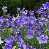 Seeds (Seeds scientific name) for planting in garden