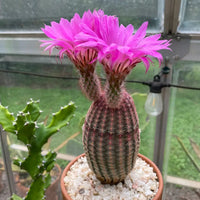 Heirloom Non-GMO Violet Echinocereus Rigidissimus Plant Seeds for Cactus and Rock Garden Planting for planting in home garden