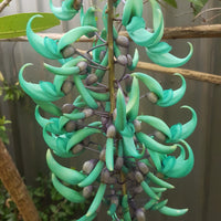 Green (Green scientific name) for planting in garden