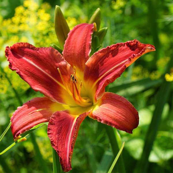 Heirloom Non-GMO Hemerocallis Flower Seeds for Long-Blooming Perennial Garden Planting for planting in home garden