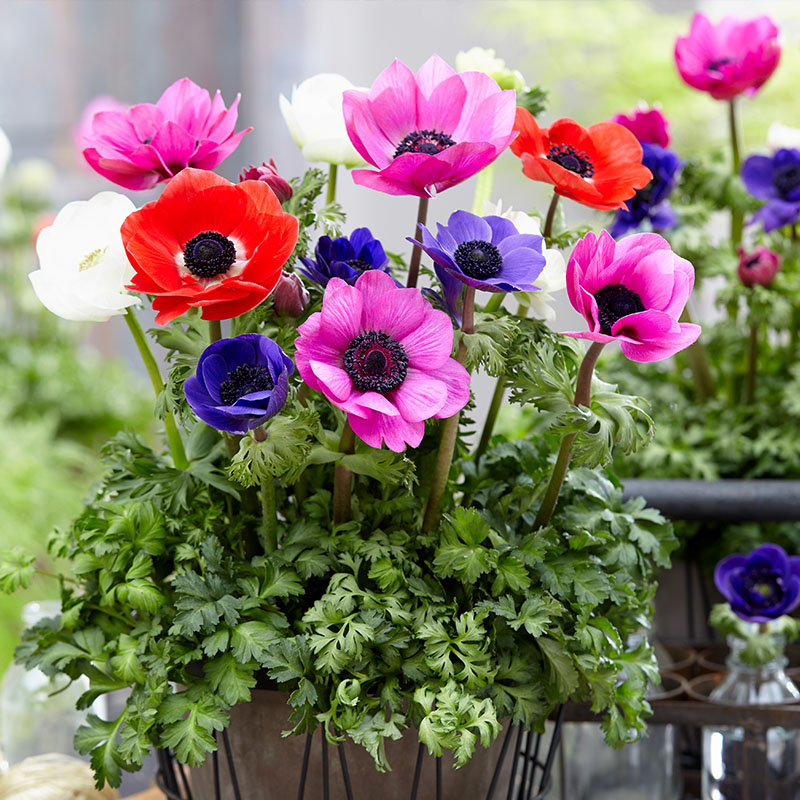 Heirloom Anemone Flower Seeds, Non-GMO Vibrant Spring Blooms for Decorative Garden Planting for planting in home garden