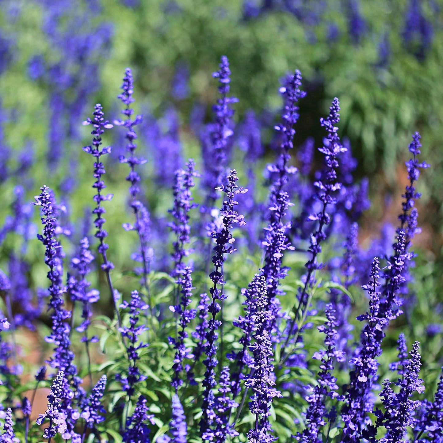 Blue Sage Flower Seeds for planting in home garden