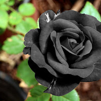 Romantic Rose Blooms Heirloom Non-GMO Seeds for Planting for planting in home garden