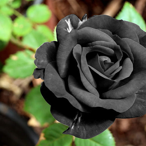 Romantic Rose Blooms Heirloom Non-GMO Seeds for Planting for planting in home garden