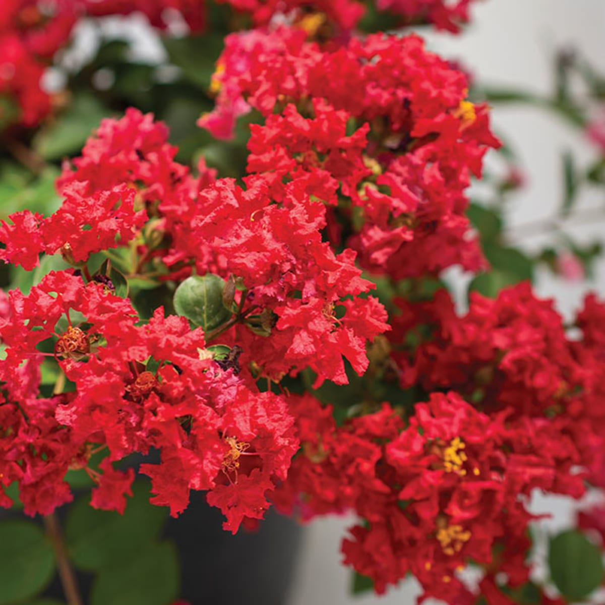 Lagerstroemia Flower Seeds – Heirloom Non-GMO Crape Myrtle Seeds for Colorful Garden Blossoms - Flower for planting in home garden