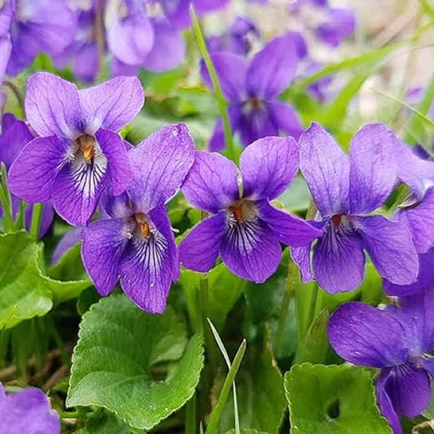 Heirloom Non-GMO Purple Viola Charlotte Flower Seeds for Planting for planting in home garden