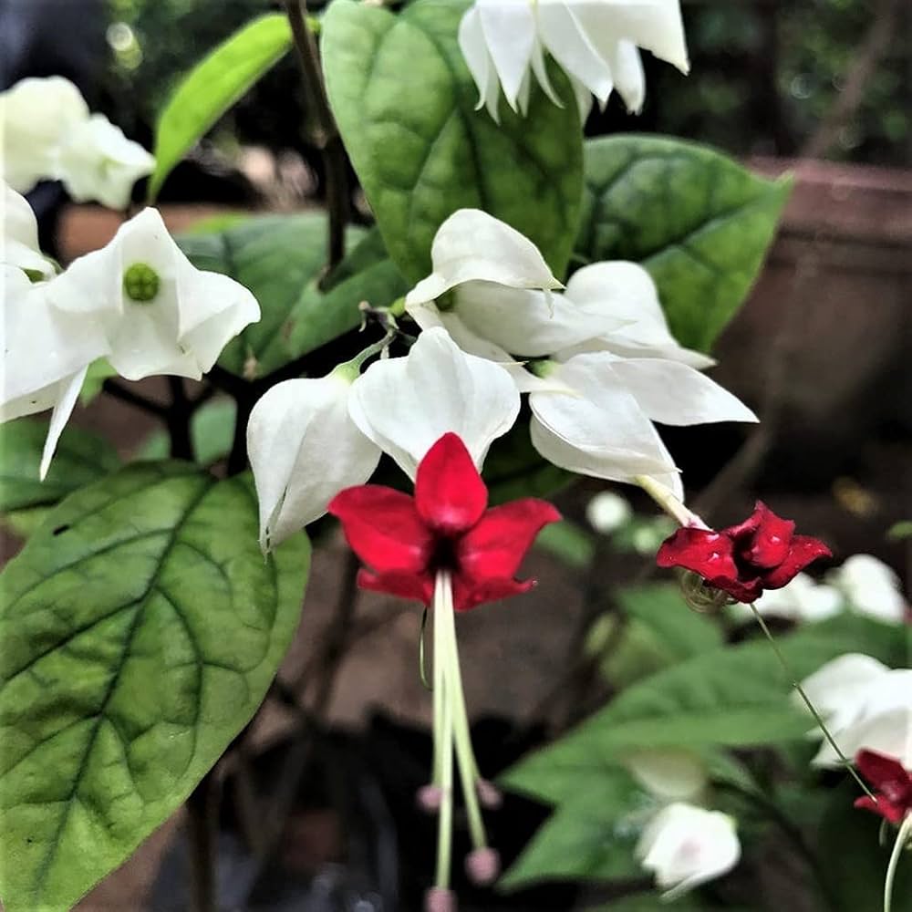 Clerodendrum Flower Seeds for planting in home garden