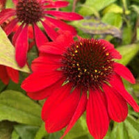 Heirloom Non-GMO Red Coneflower Seeds for planting in home garden