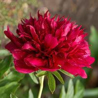 Eliza Lundy Peony
