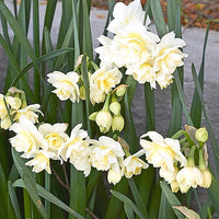 Spring Cheer Daffodil Seeds