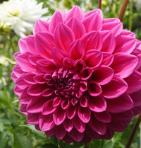 Dahlia- Brian (Tuber)