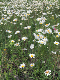 Oxeye