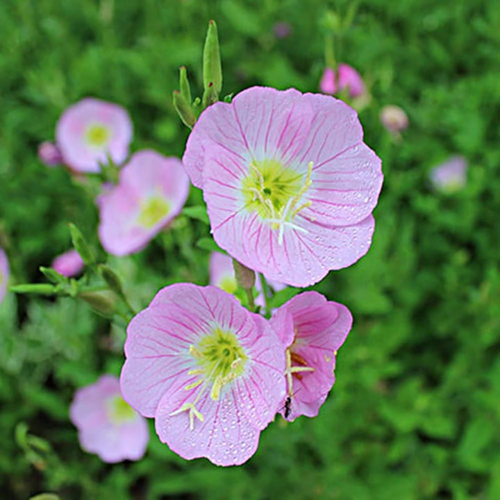 Light Pink Primrose Flower Seeds – Heirloom Non-GMO Evening Blooms for Garden Ground Cover