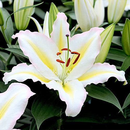 Oriental Lily- Primrose Hill