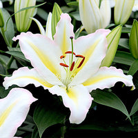 Oriental Lily- Primrose Hill