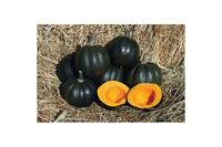 Honey Bear – Acorn Squash Seed