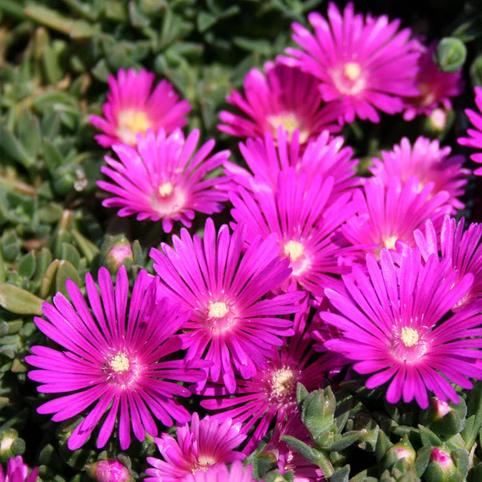 Heirloom Non-GMO Pink Table Mountain Flower Seeds for Colorful Rock Gardens and Outdoor Planting