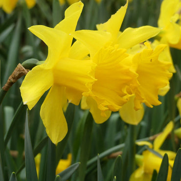 Daffodil- Golden Lion