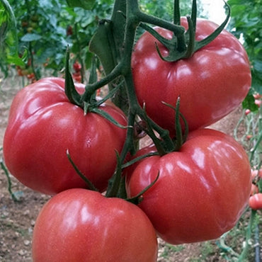Pink Wonder – Tomato Seed