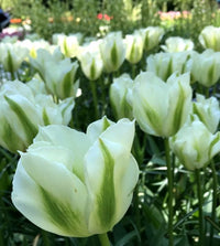 Spring Green Tulip Seeds
