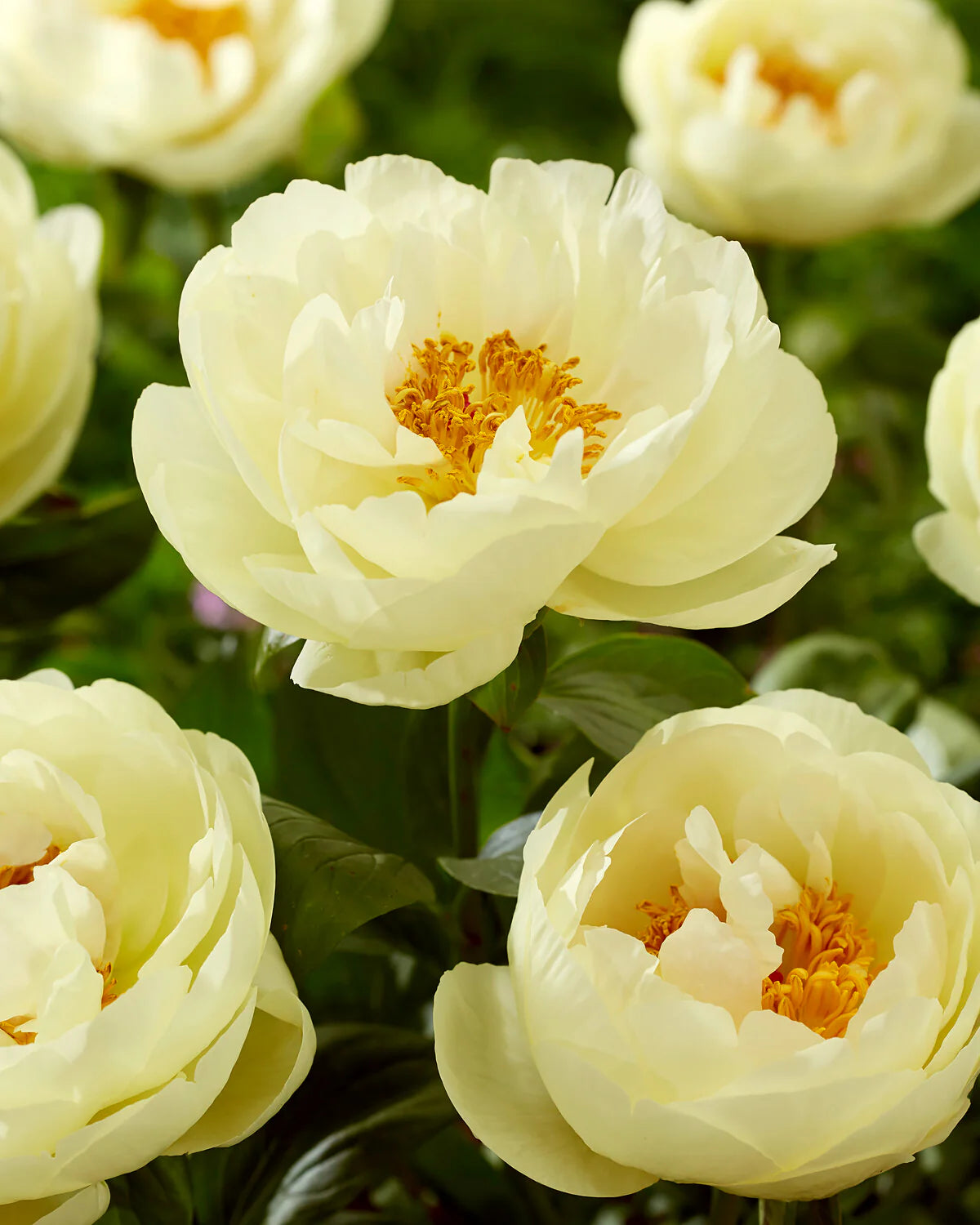 Lemon Chiffon Peony