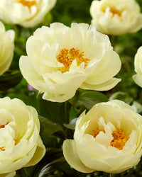 Lemon Chiffon Peony