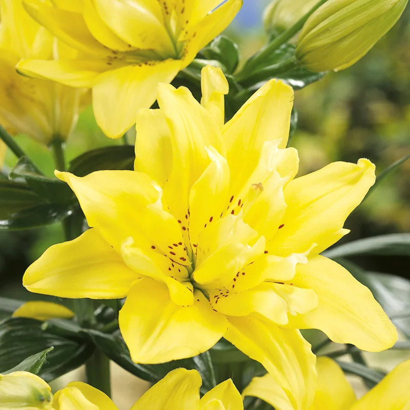 Double Asiatic Lily- Fata Morgana