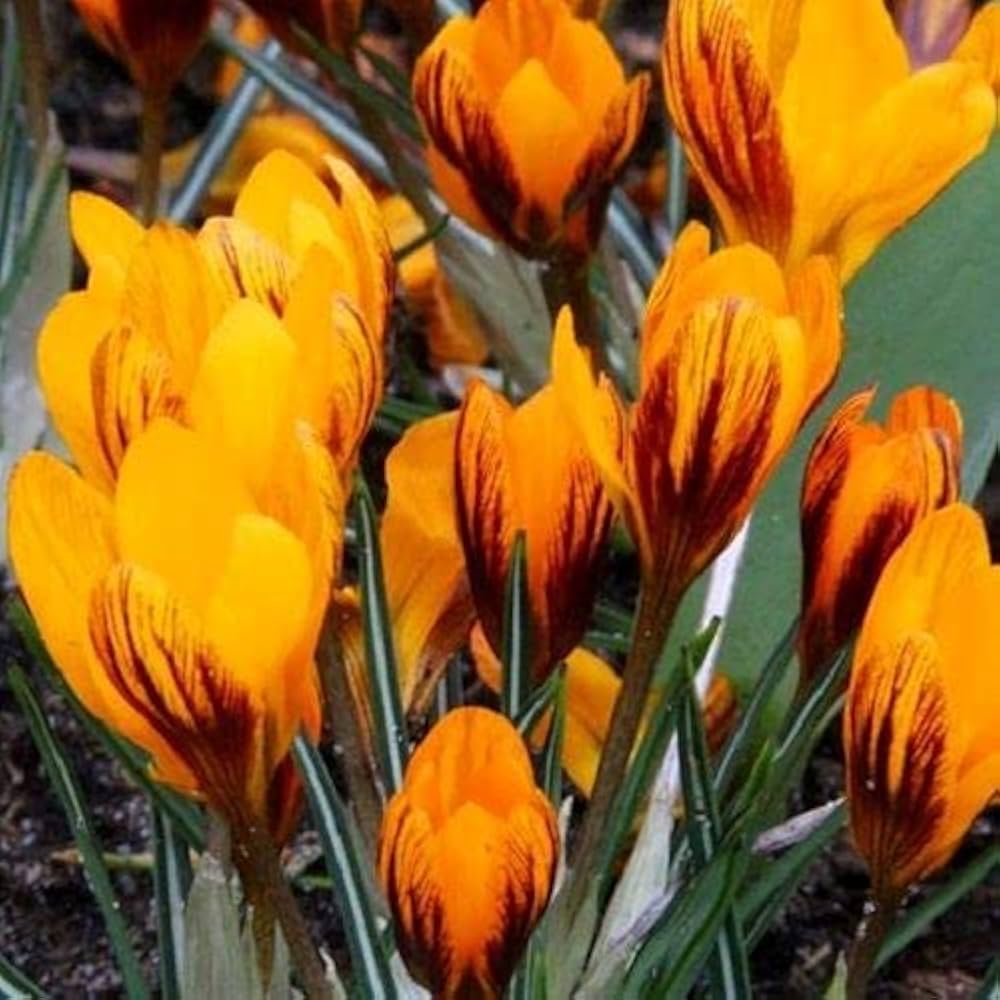 Orange Monarch Snow Crocus Seeds
