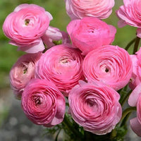 Ranunculus- Elegance Rosa Chiaro 78-08