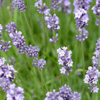Lavender- Munstead