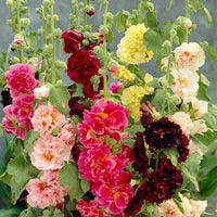 Hollyhock- Queeny Mix