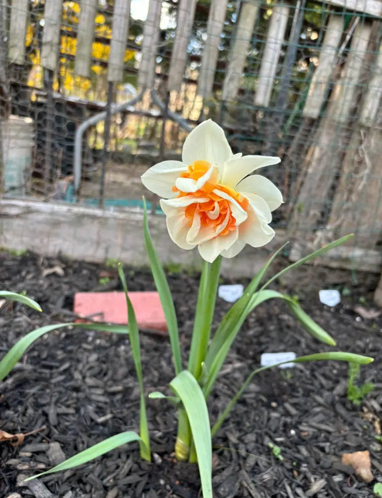 Double Delight Daffodil Mixture Seeds