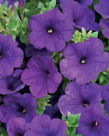 Petunia Grandiflora Purple Flower Seeds