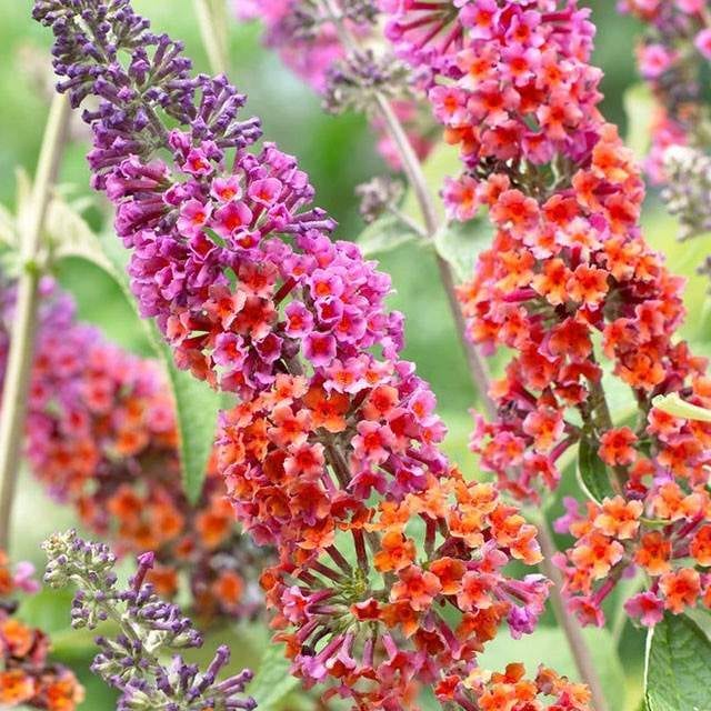Jumbo Kaleidoscope Butterfly Bush