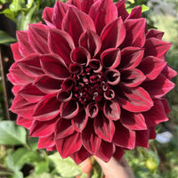 Dahlia- Thelma Maude (Tuber)