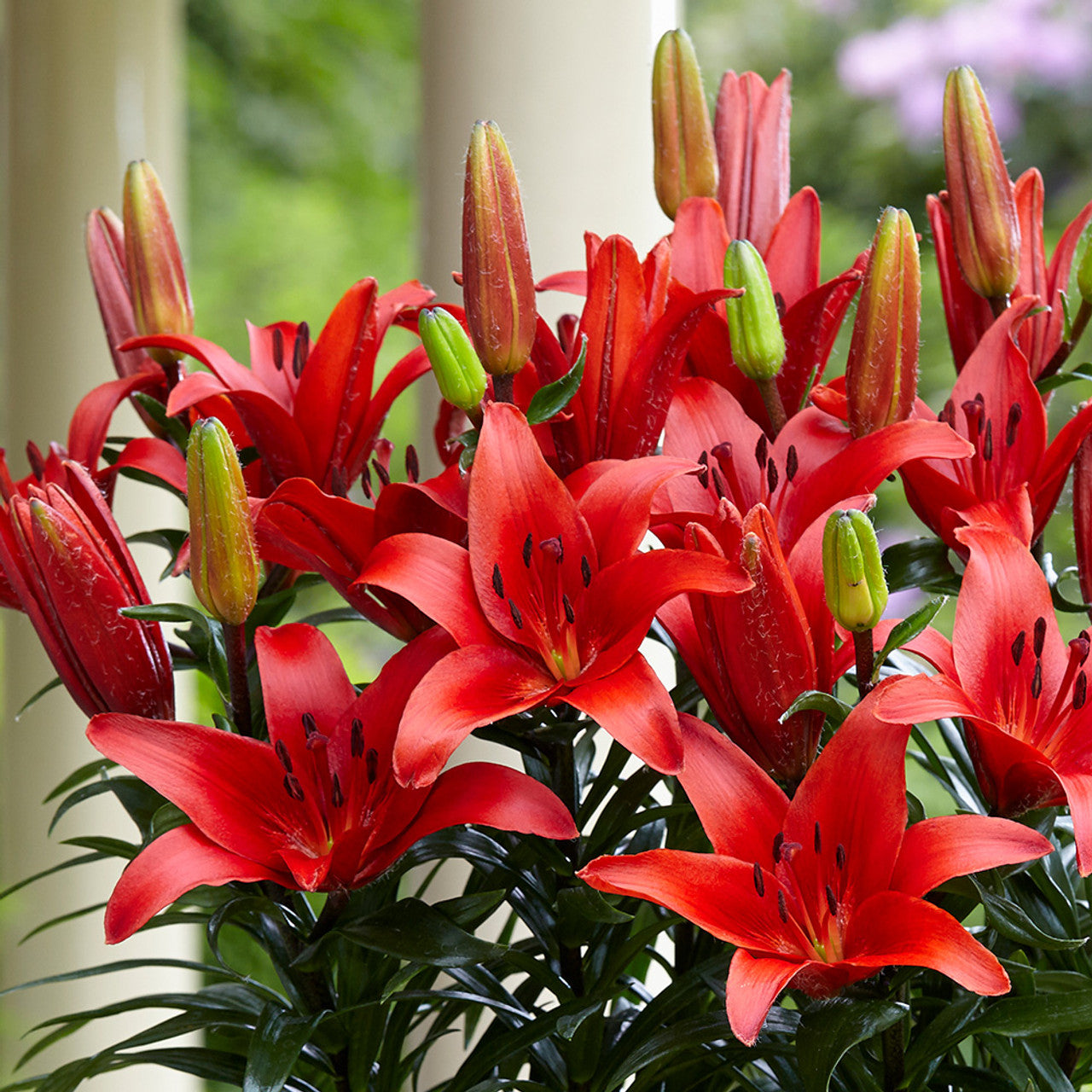 Pot Asiatic Lily- Blushing Joy
