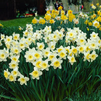 Ice Follies Revue Daffodil Mixture Seeds