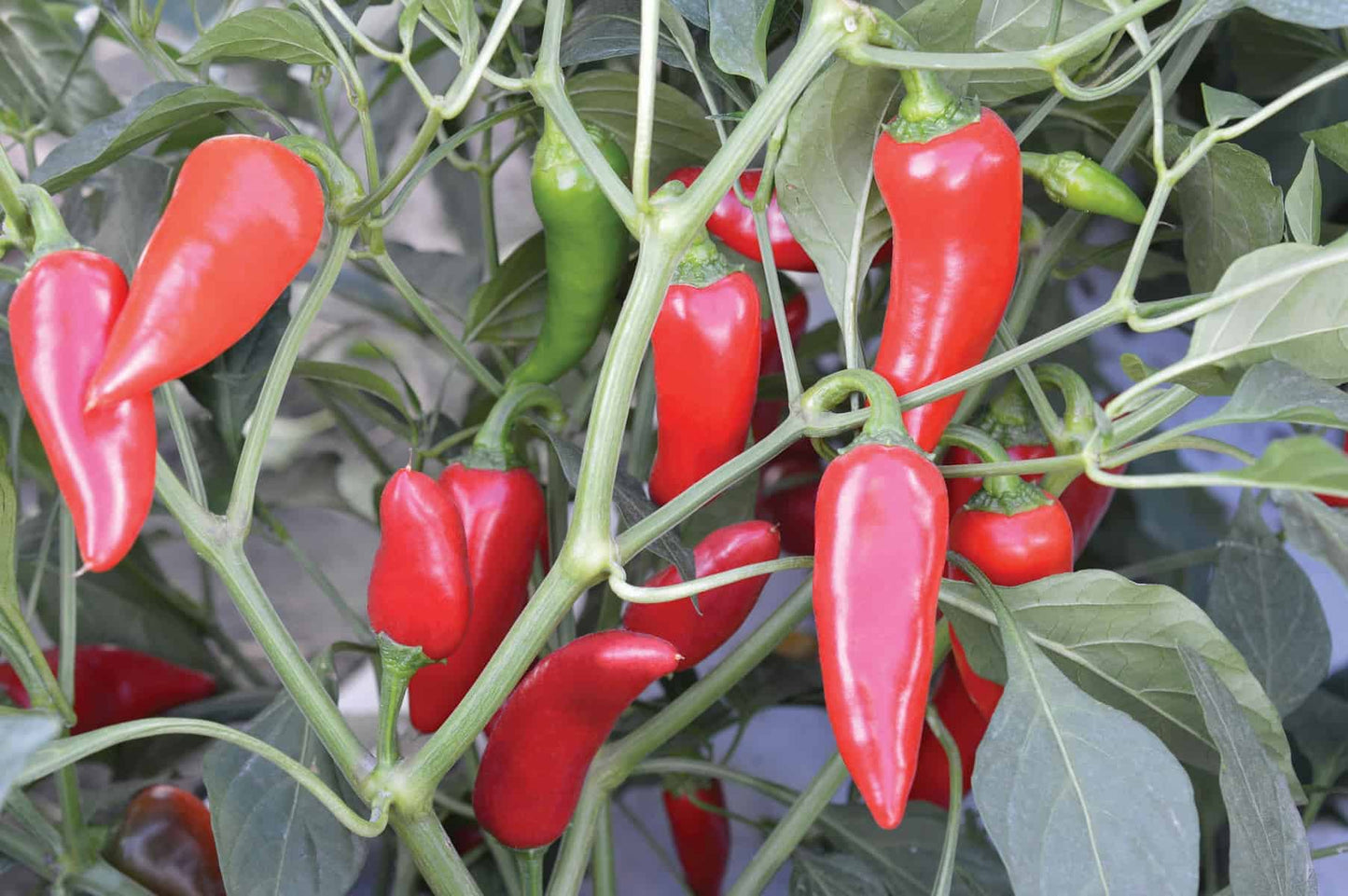 Flaming Flare – Fresno Pepper Seed