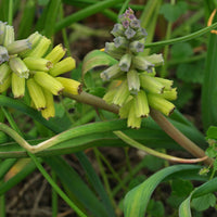 Macrocarpum Seeds for Planting – Organic, Heirloom, Non-GMO Flowering Plant Seeds