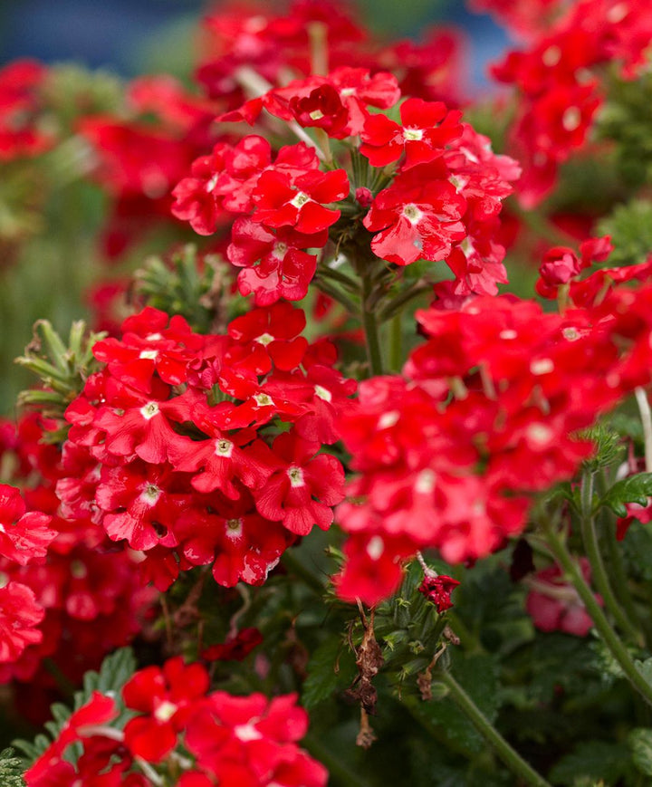 Red Verbena Scarlet Flower Seeds for Planting – Heirloom, Non-GMO, Organic
