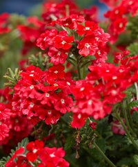 Red Verbena Scarlet Flower Seeds for Planting – Heirloom, Non-GMO, Organic