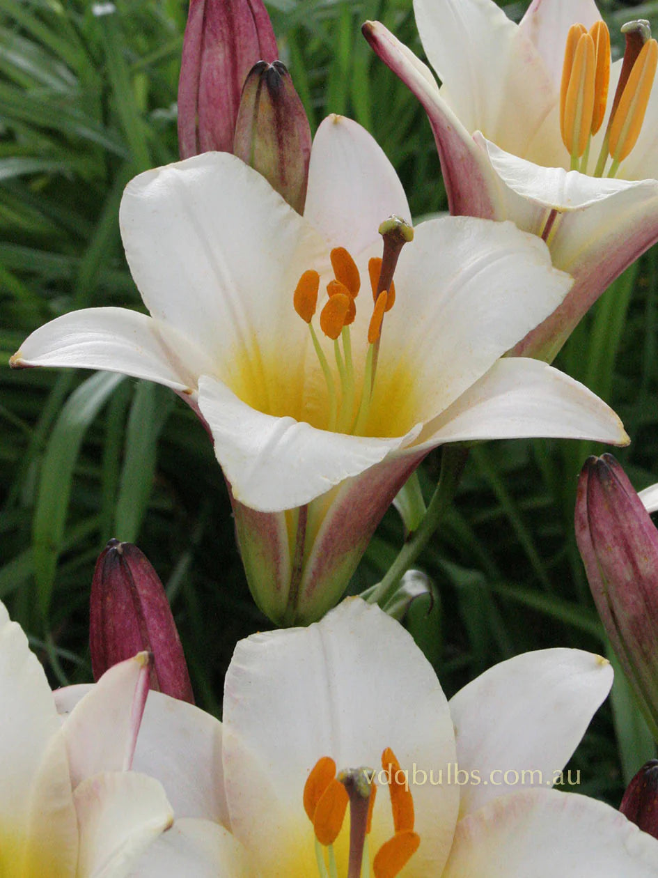 Oriental Trumpet Lily- White Planet
