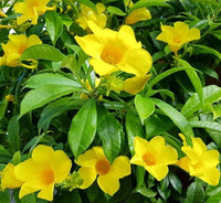 Heirloom Non-GMO Allamanda Flower Seeds for Tropical Garden Planting