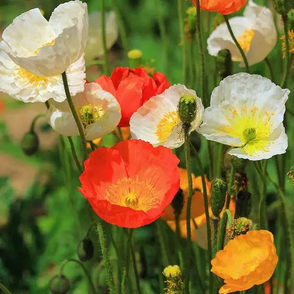 Iceland Poppy- Victory Giants Mix